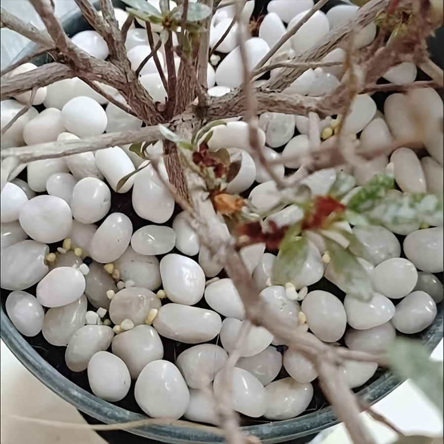 300/600g Batu Kerikil Putih Po - Bonsai Rock Garden ulasan dan harga