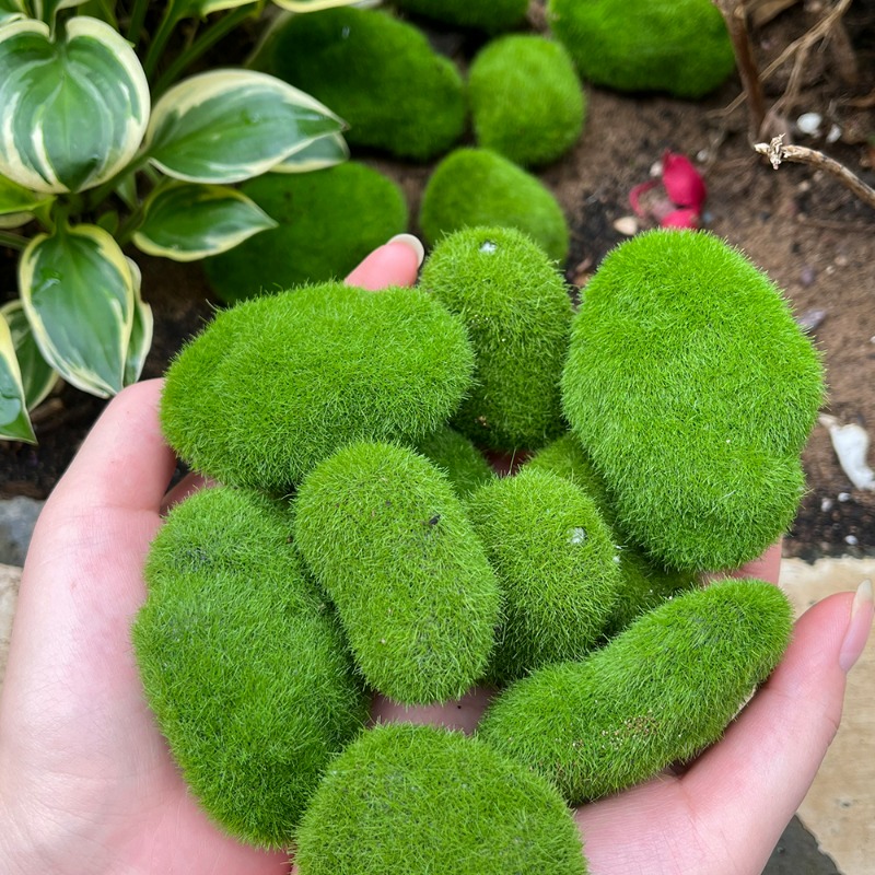 50/5 Buah Batu Lumut Busa Buat - Bonsai Rock Garden ulasan dan harga