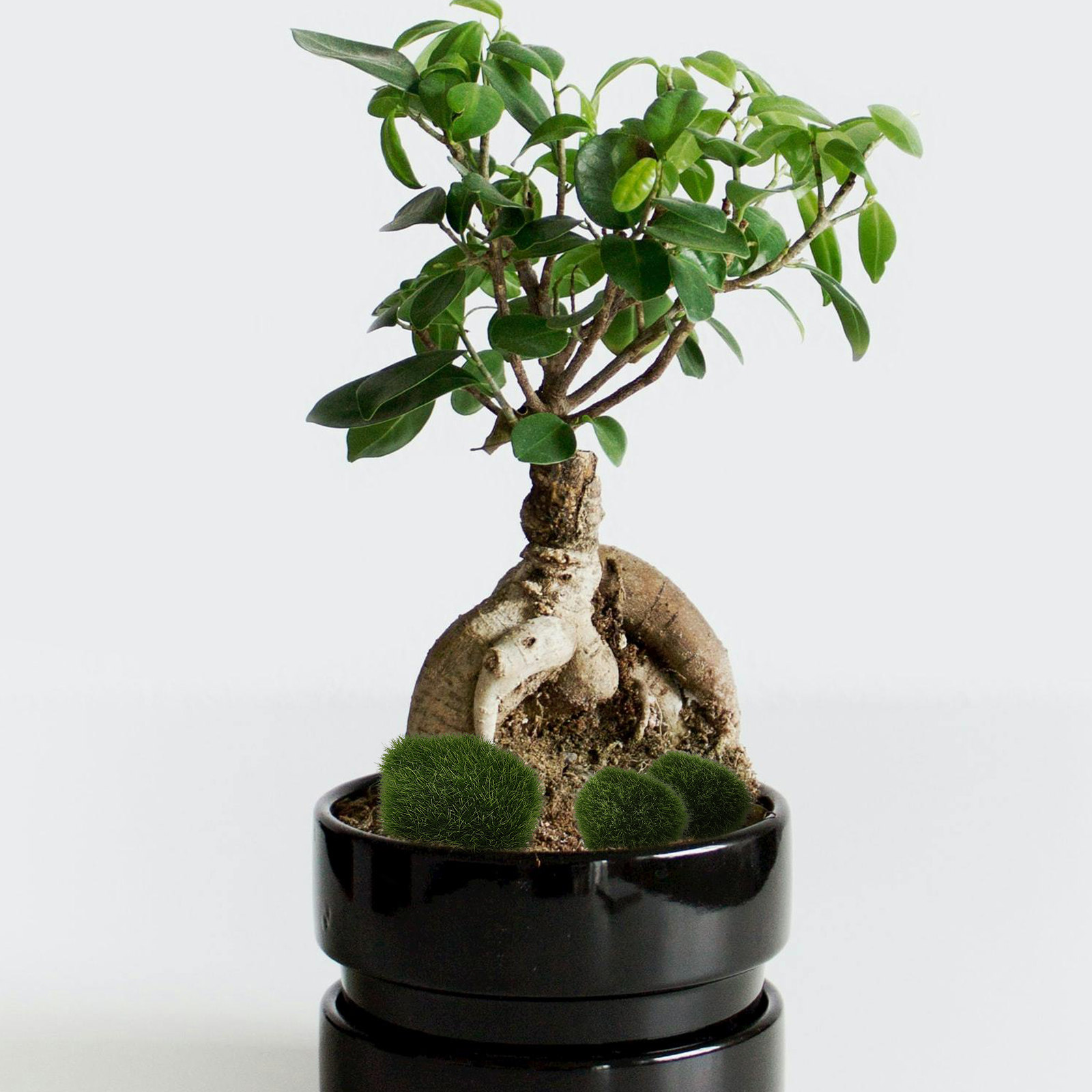 5 buah Batu Lumut Buatan untuk - Bonsai Rock Garden ulasan dan harga
